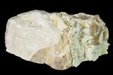 Oreodont (Merycoidodon) Jaw Section - South Dakota #136036-1